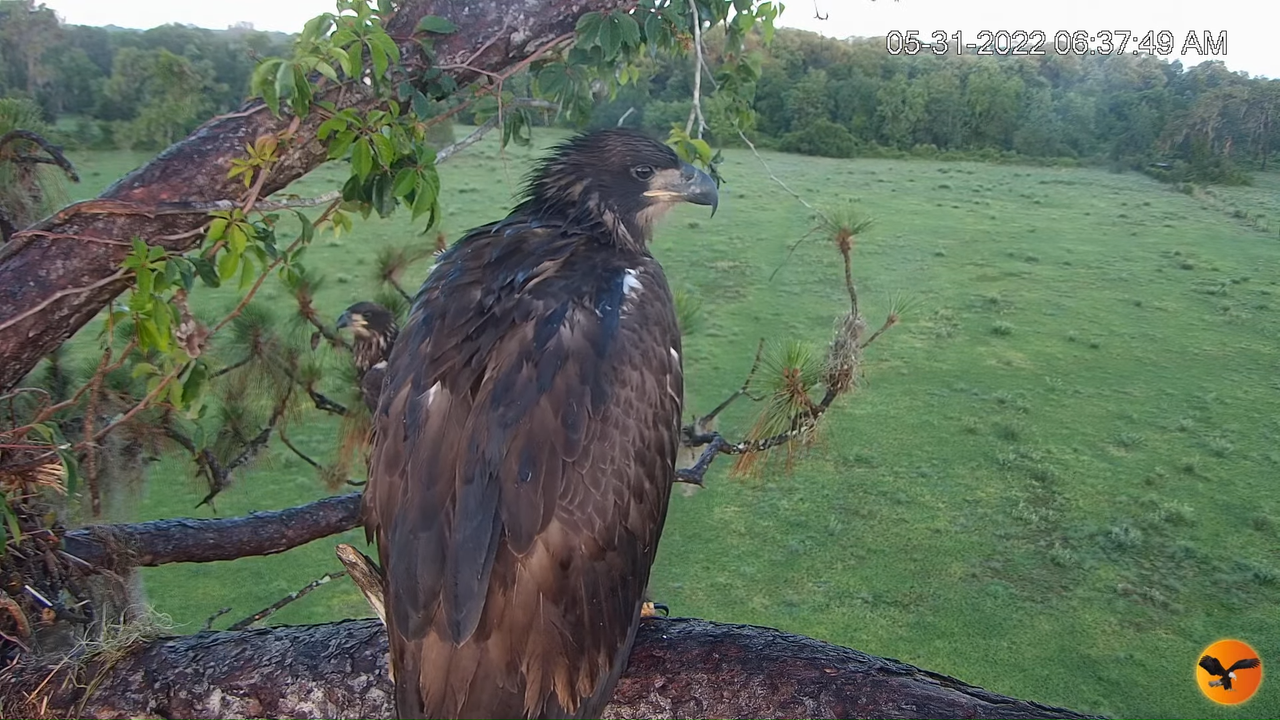 EC Nest Cam 5-50-38 screenshot (1)
