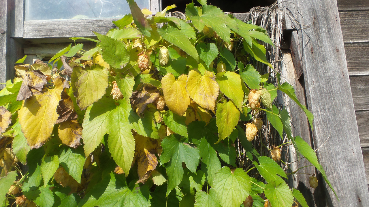 hops1.jpg