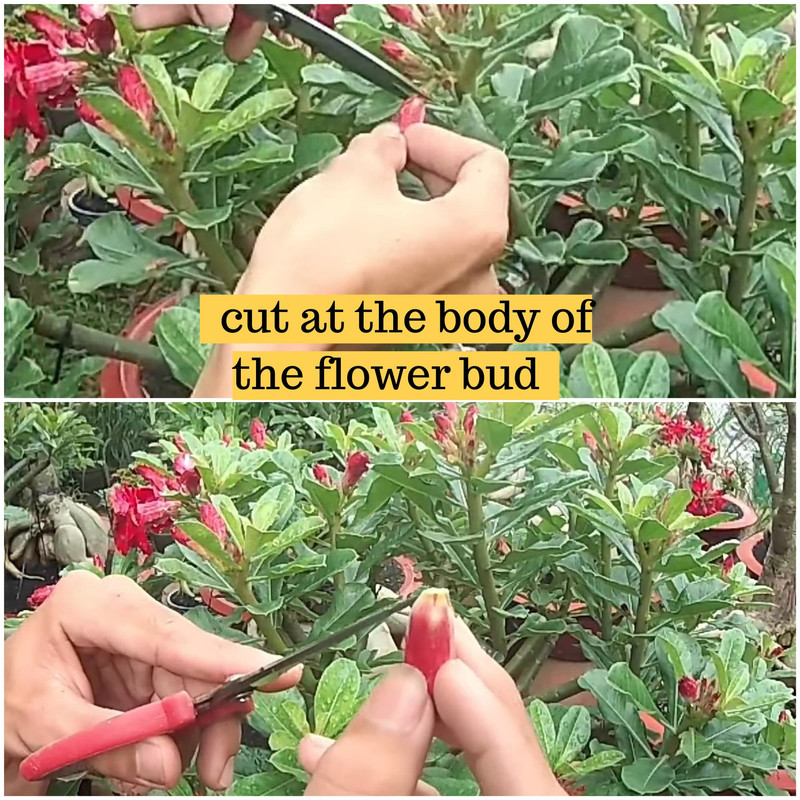 cut-adenium-flower-bud-during-rain.jpg