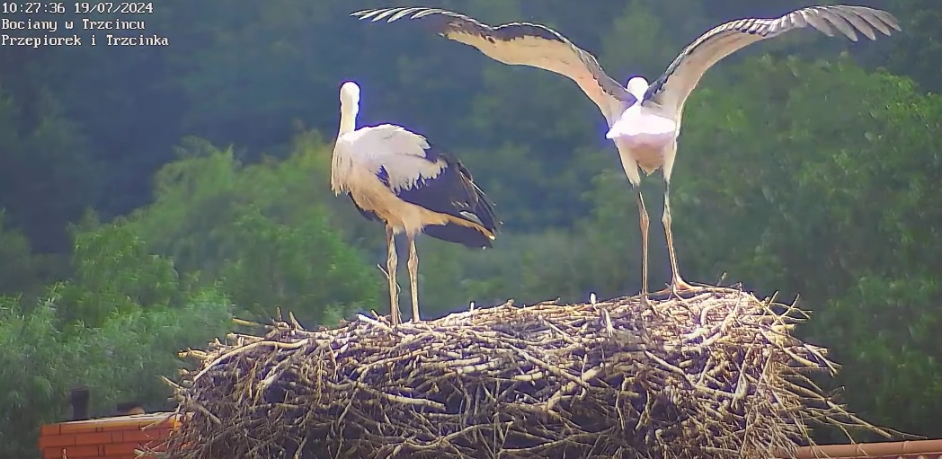 lecesprawdziccorobicie