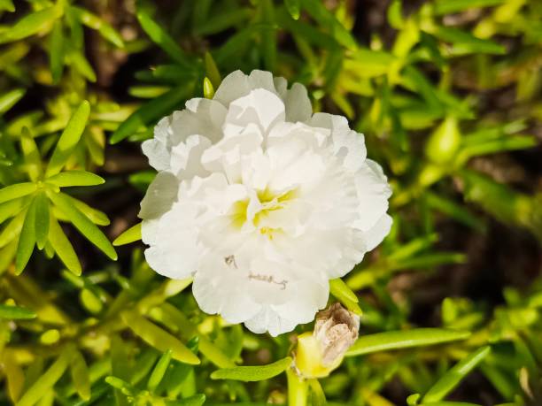 selective focus of a white moss rose purslane or japanese rose flower in the garden