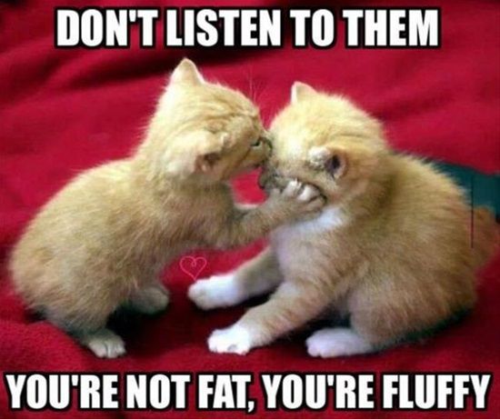 Funny-Animal-Memes-21.jpg