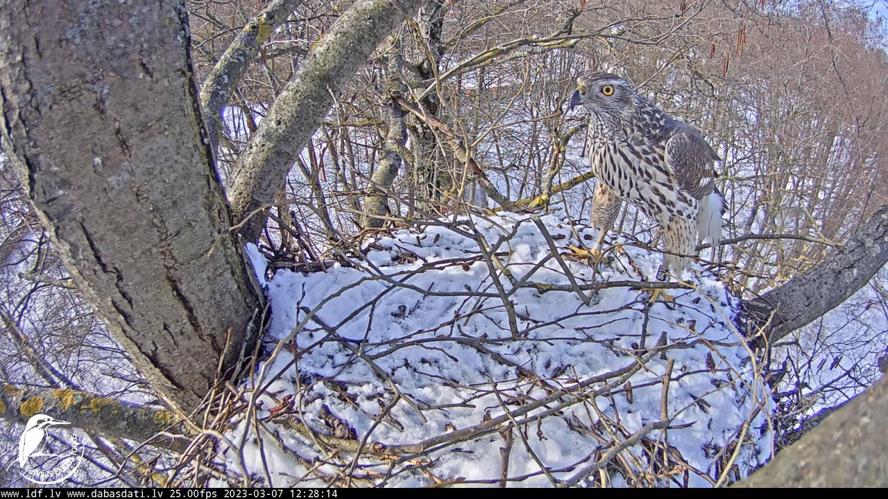 Vistu vanags (Accipiter gentilis) Rīgā - LDF tiešraide __ Goshawks, Riga, Latvia 13-45-9 screenshot