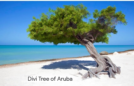 Divi-Trees.jpg