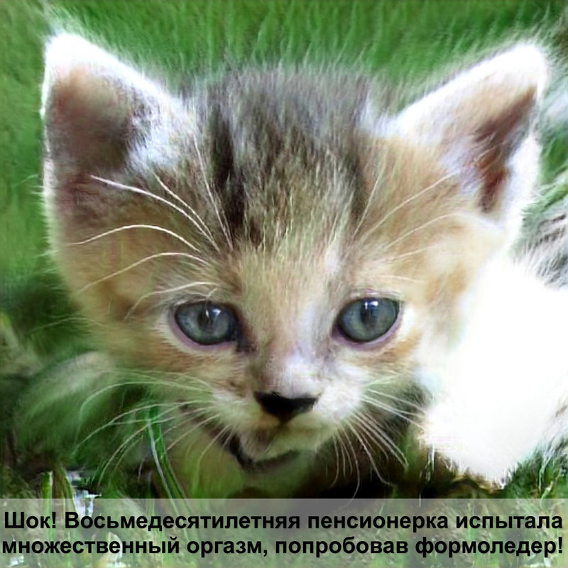 окрасы шотландских