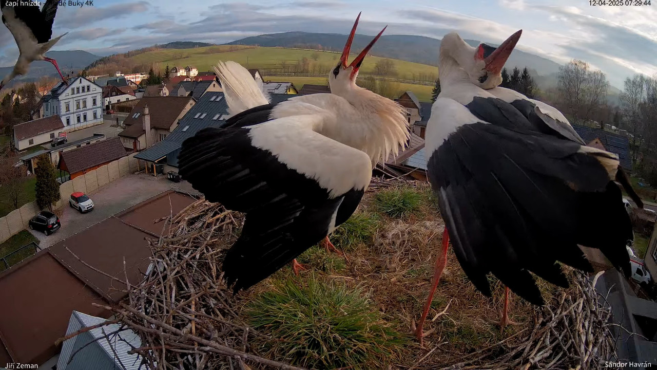 Živá kamera - Mladé Buky - čapí hnízdo 4K 9-42-34 screenshot (1)
