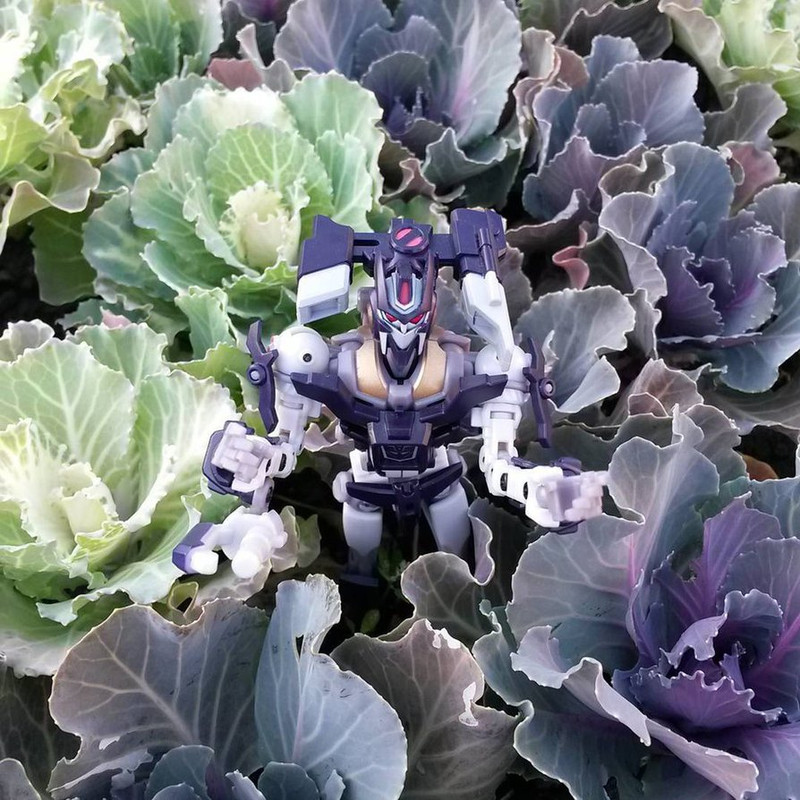 who_was_found_in_cabbage__by_hc_iix-d8zxjsh