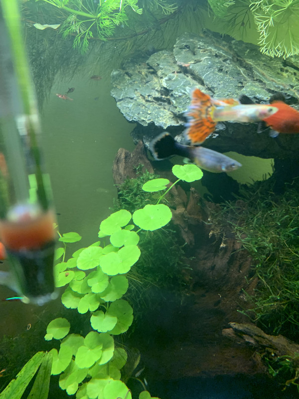 230D7F18-DA38-43AD-BC9F-664FAC61EF6C