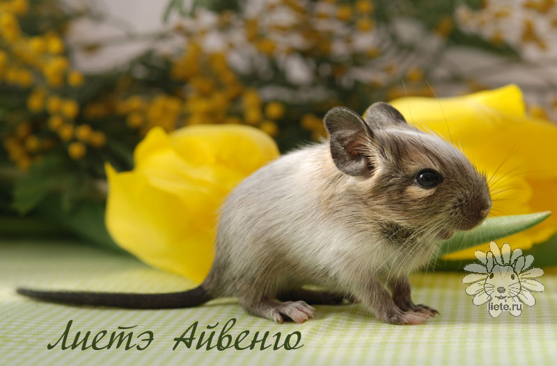 Айвенго2_11-дней