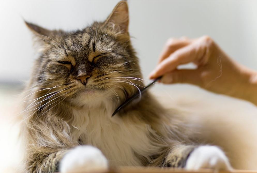 Long Haired Cat Grooming