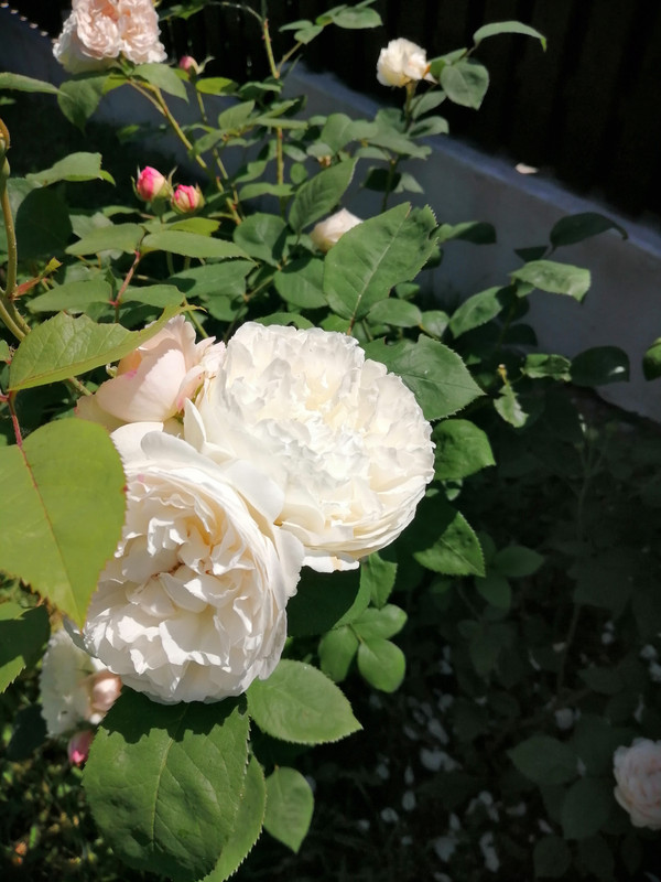 IMG_20220605_113510