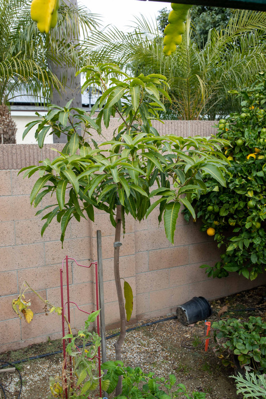 8U1A6141  Pineapple Pleasure Mango Tree in the Ground (12-2-2022)