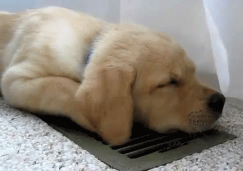 goldendoggqt3-Ltn-G1r5xpw1o1-500.gif