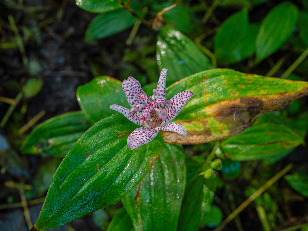 Tricyrtis - vue de dessus