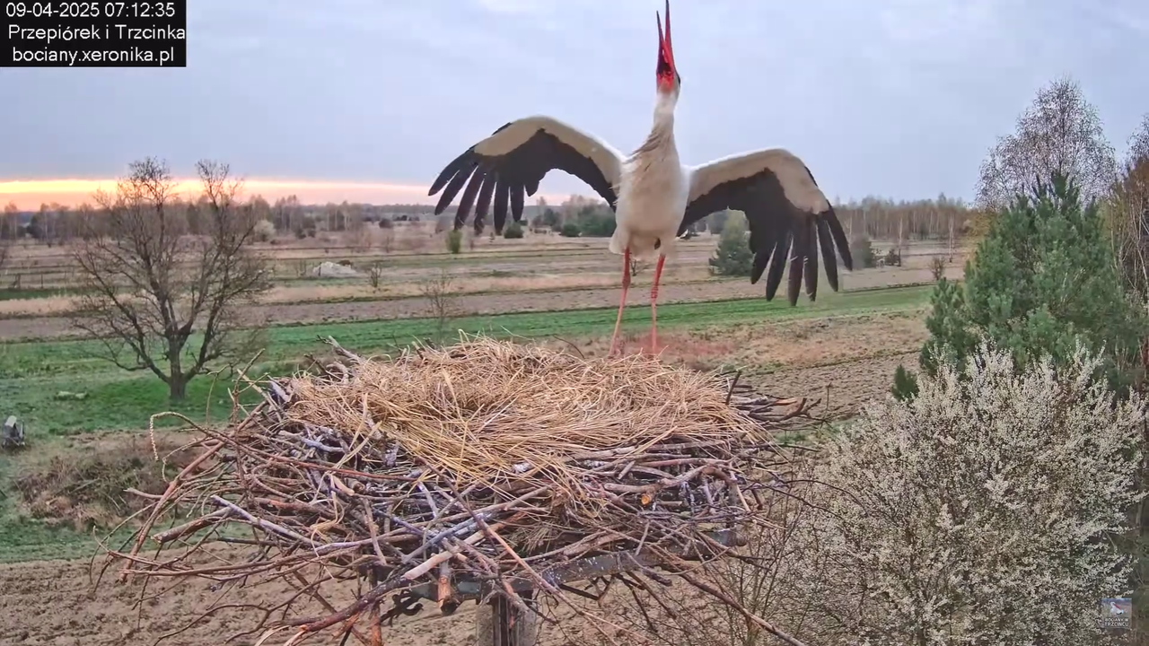 09042025bociany_7