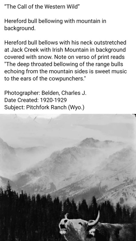 COD original (2) (1)