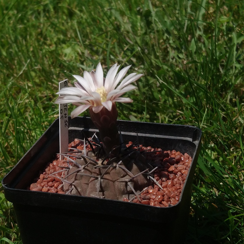 Gymnocalycium bodenbenderianum (riojense) G 05 nr 4