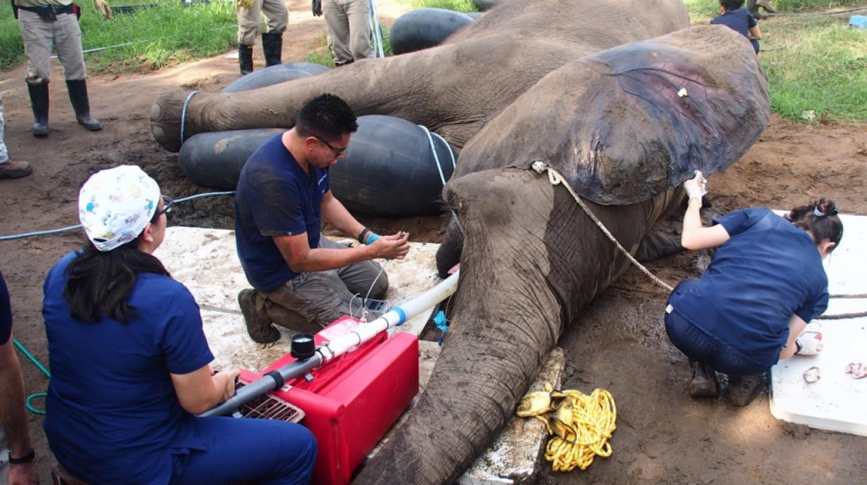 ¿Para qué sirve el carfentalino?