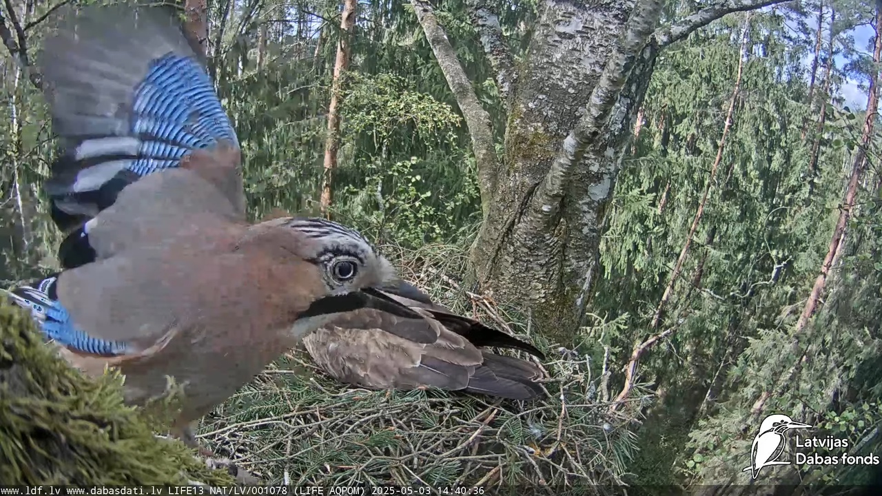Mazais ērglis (Clanga pomarina), ligzda bērzā 10-11-26 screenshot