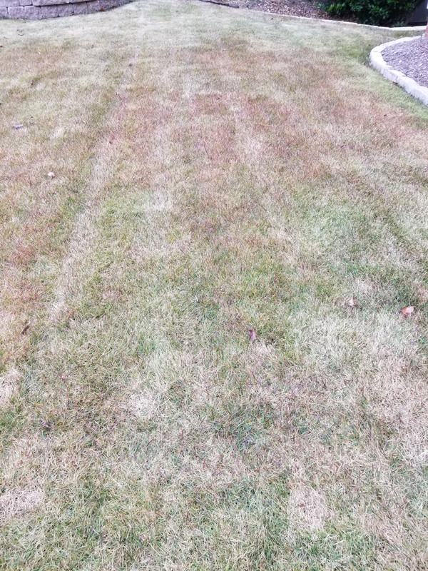 Red blades in Zoysia Lawn Care Forum