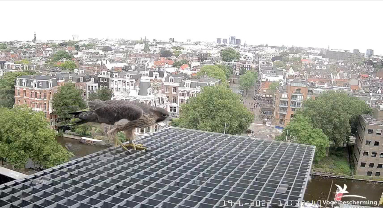 Amsterdam/Rijksmuseum screenshots © Beleef de Lente/Vogelbescherming Nederland - Pagina 29 Video-2022-06-19-134216-Moment