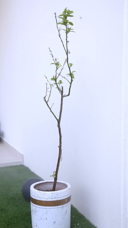 Ashwitha Maid Onlyfans.mp4.0017