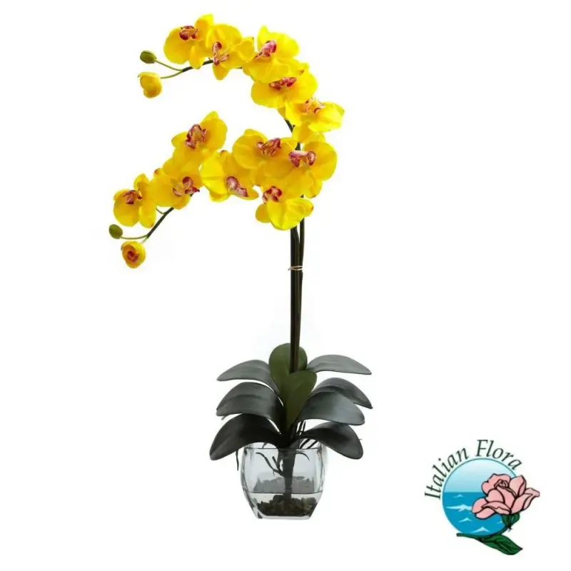 phalaenopsis-gialla