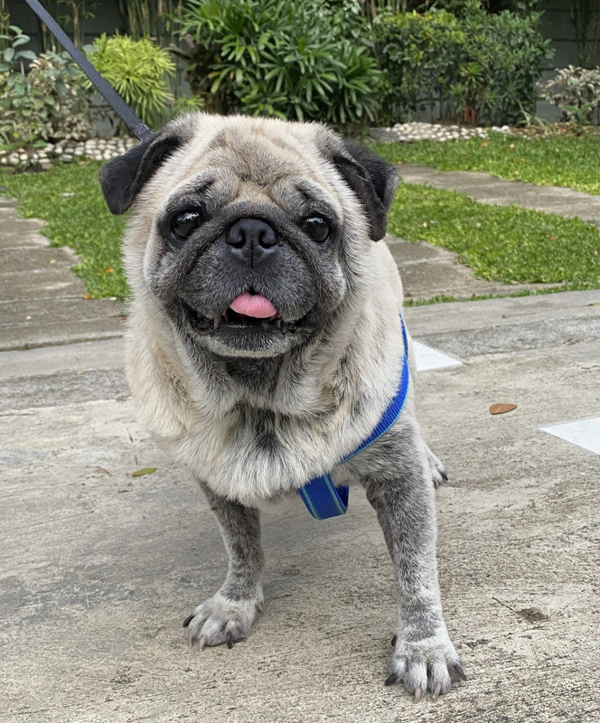 most adorable pug