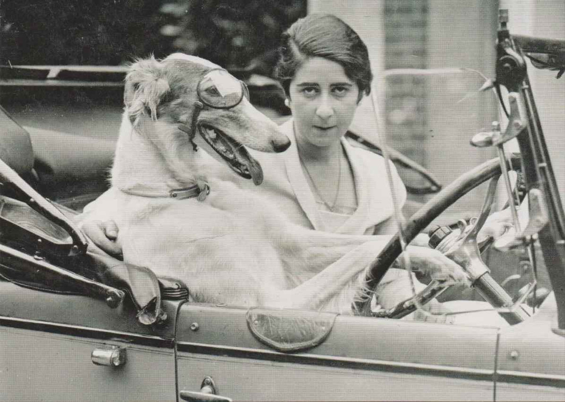 old photo dog on driver's seat