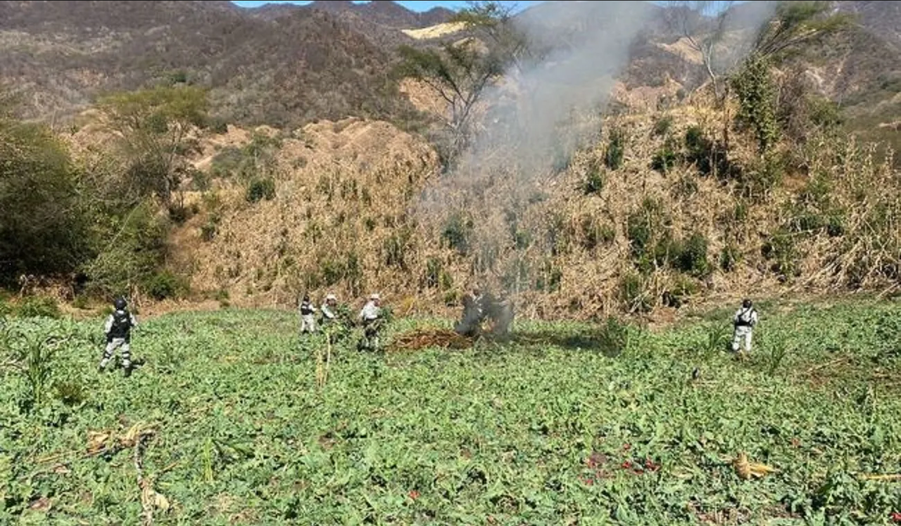 Localizan más sembradíos de amapola en Durango