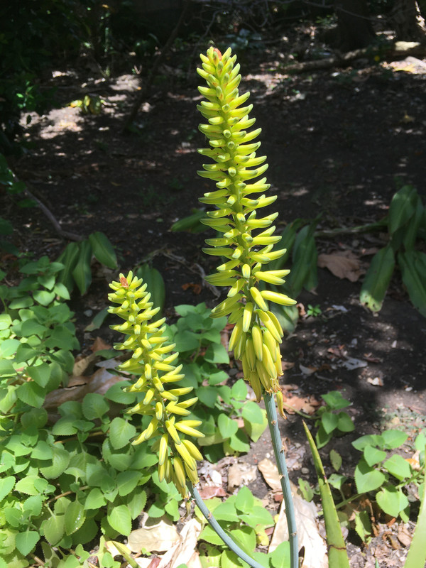 Fleur d'Aloès l'Original 3875