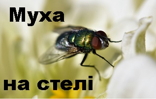 Муха на стелі