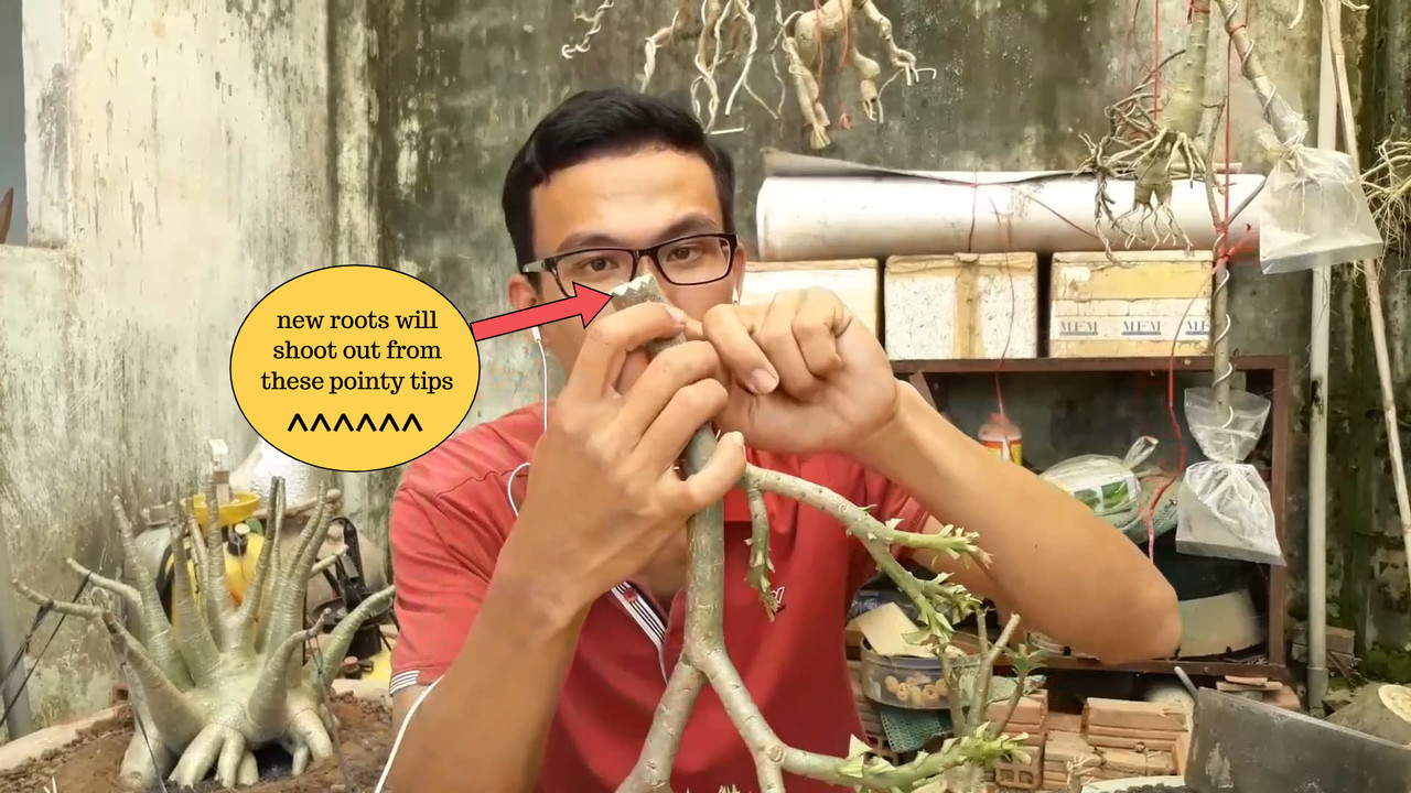 root-cut-adenium-v-shape.jpg