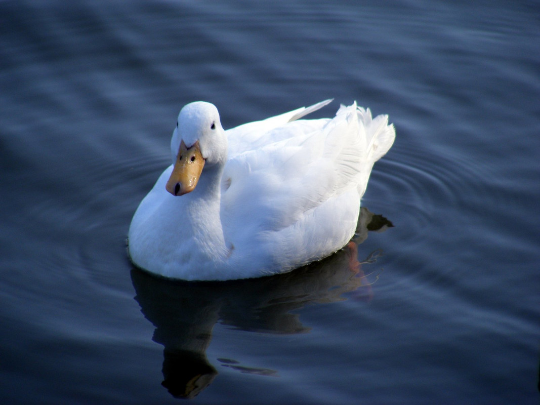 white-eider-duck.jpg