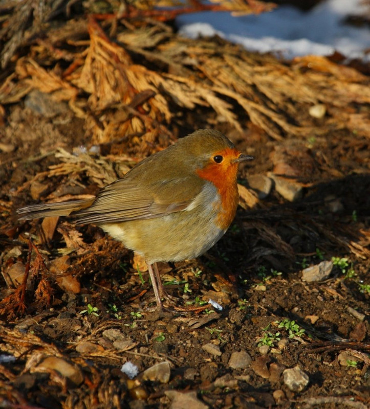 Robin-redbreast.jpg