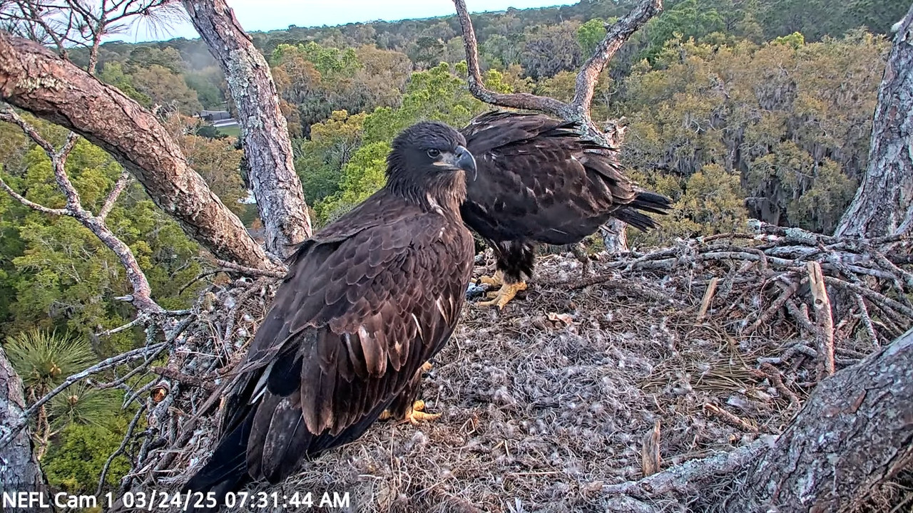 NEFL Cam 1 — tiešraidē Bald Eagle Cam 17-13-35 screenshot