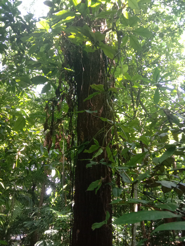 Arroceros Forest Park Manila Bagras20260716 150804