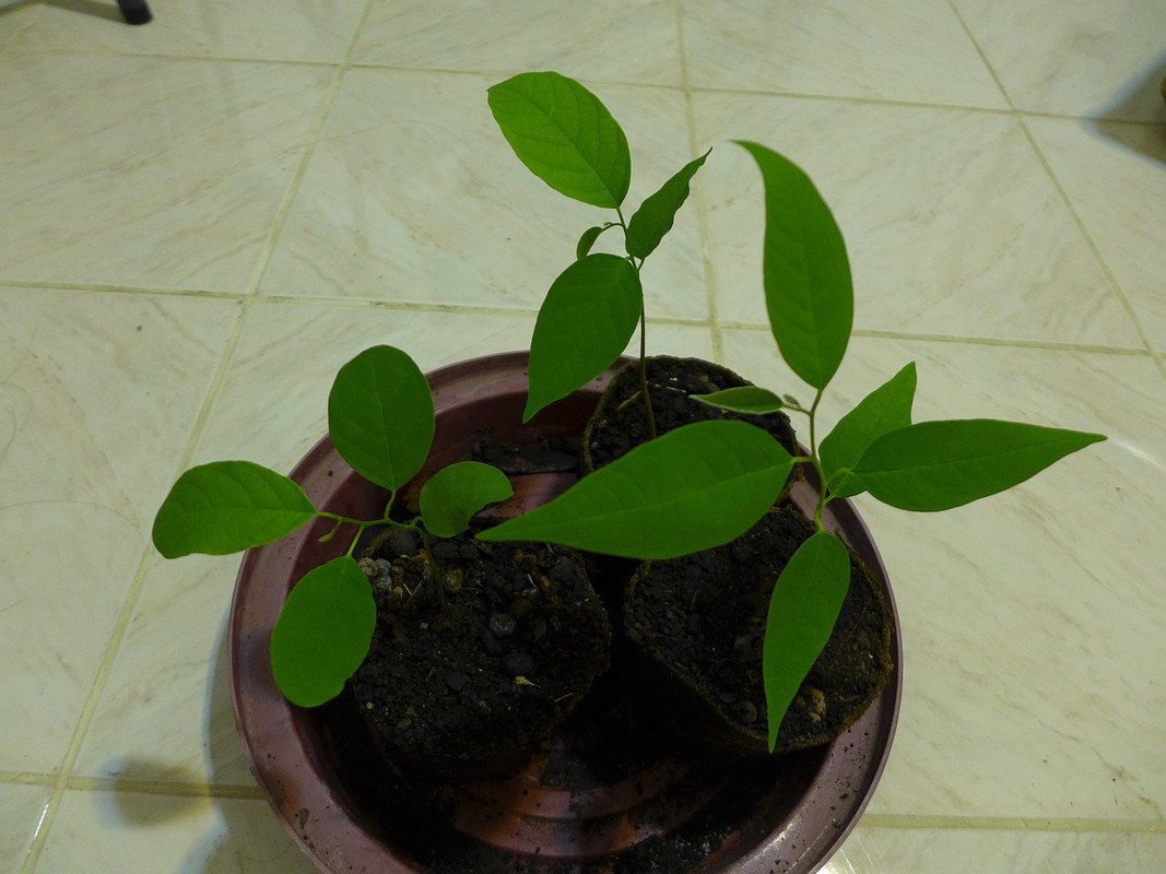 atemoya-seedlings