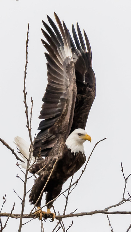 blacknwhitebaldeagle.jpg