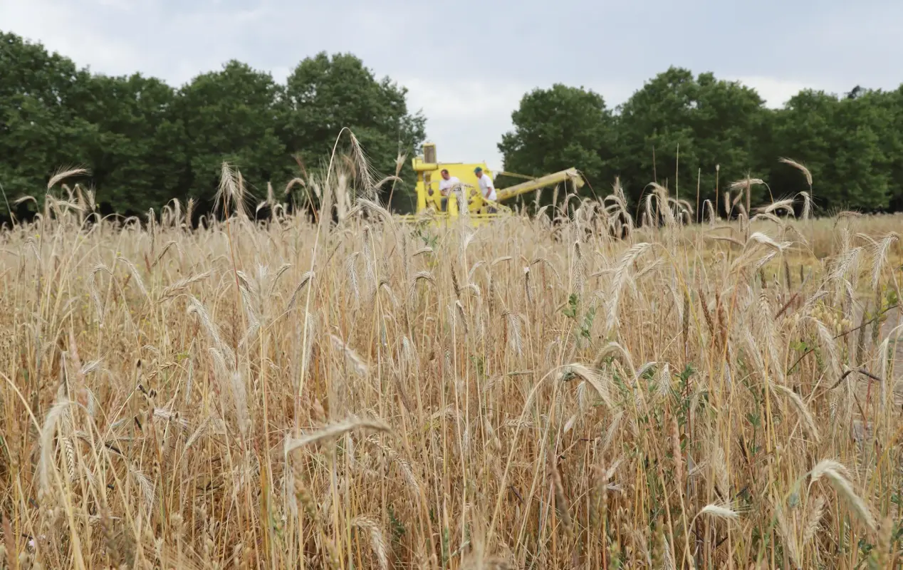 Moscú pide no exagerar la importancia de los cereales ucranianos_Cuba Impacto