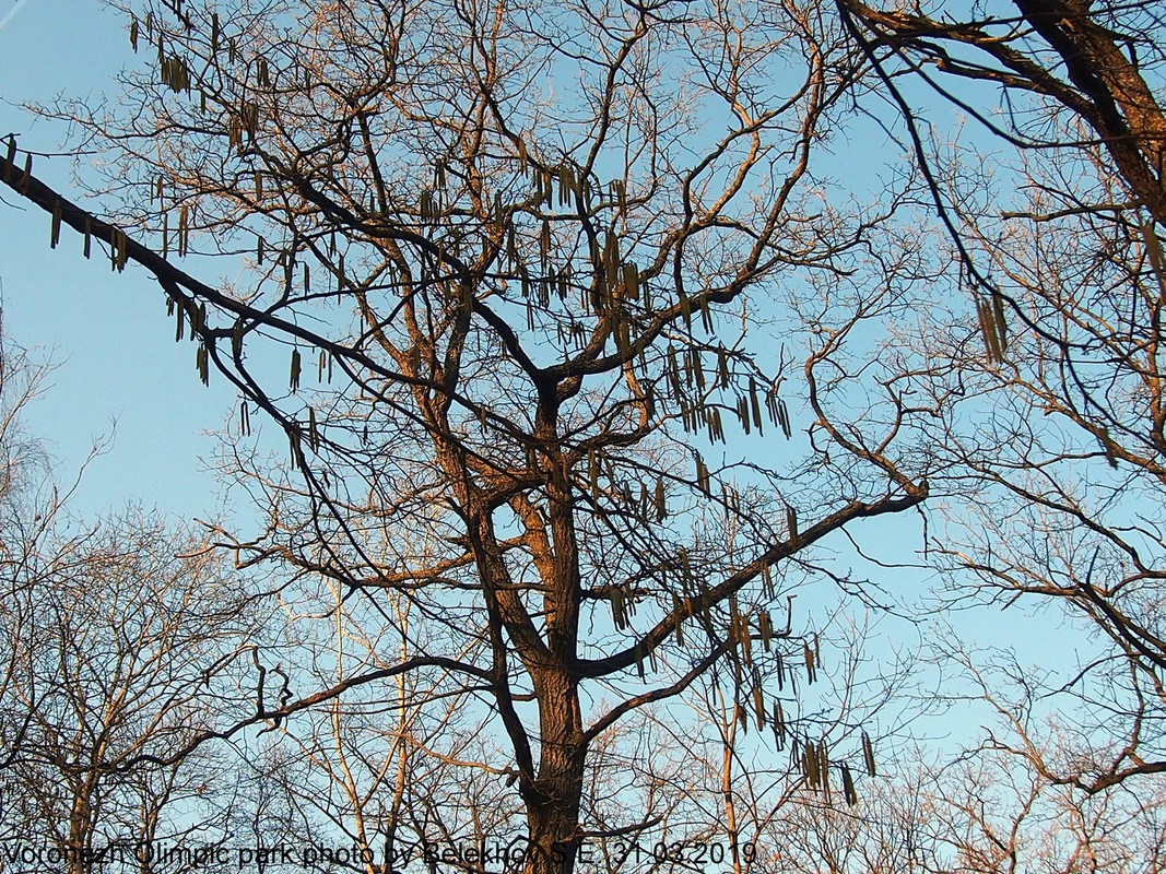 Воронеж, парк, весна