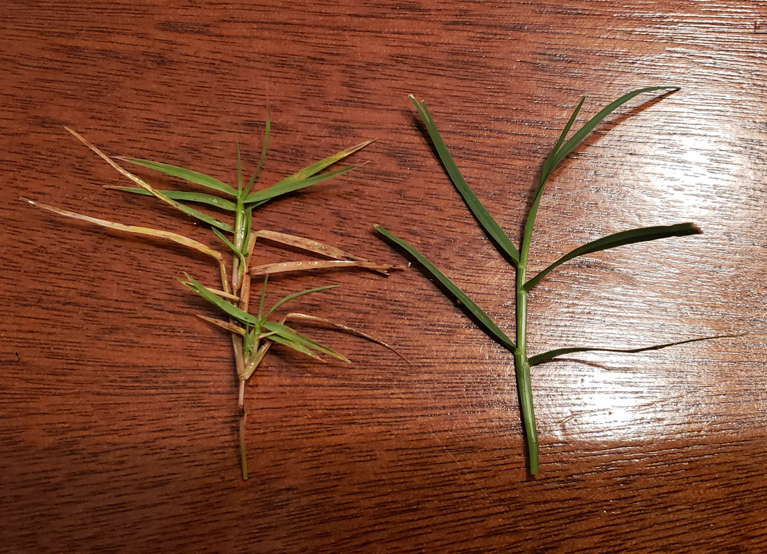 Bermuda turning brown from bottom up, with pictures Lawn Care Forum