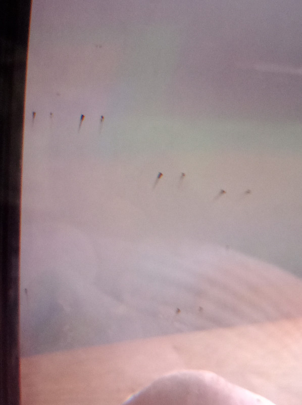 17169722840516329649605531782184