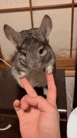 daily-gifdump-3428-23.gif