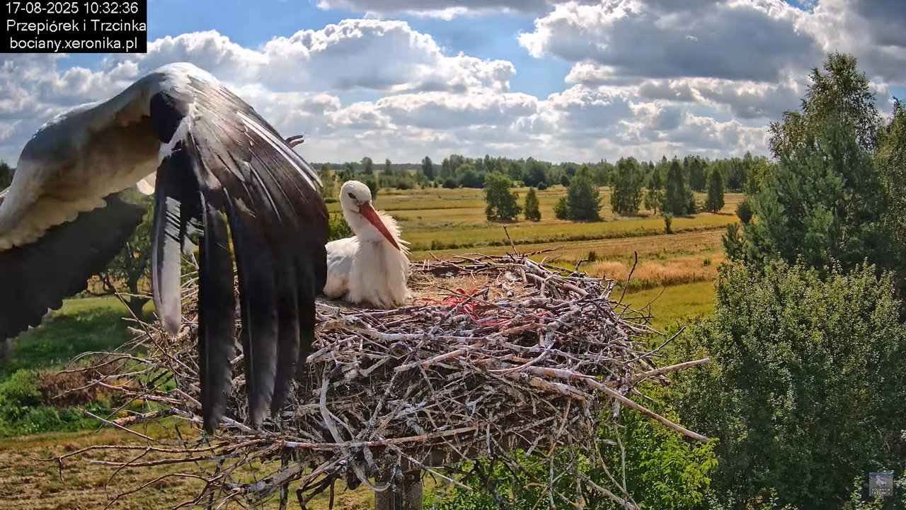 17082025bociany21