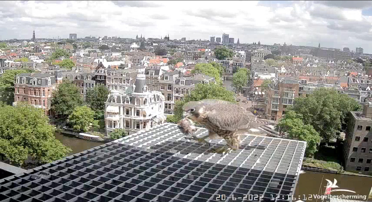 Amsterdam/Rijksmuseum screenshots © Beleef de Lente/Vogelbescherming Nederland - Pagina 30 Video-2022-06-20-121714-Moment-10