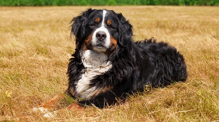 Bernese-Mountain-Dog850.jpg