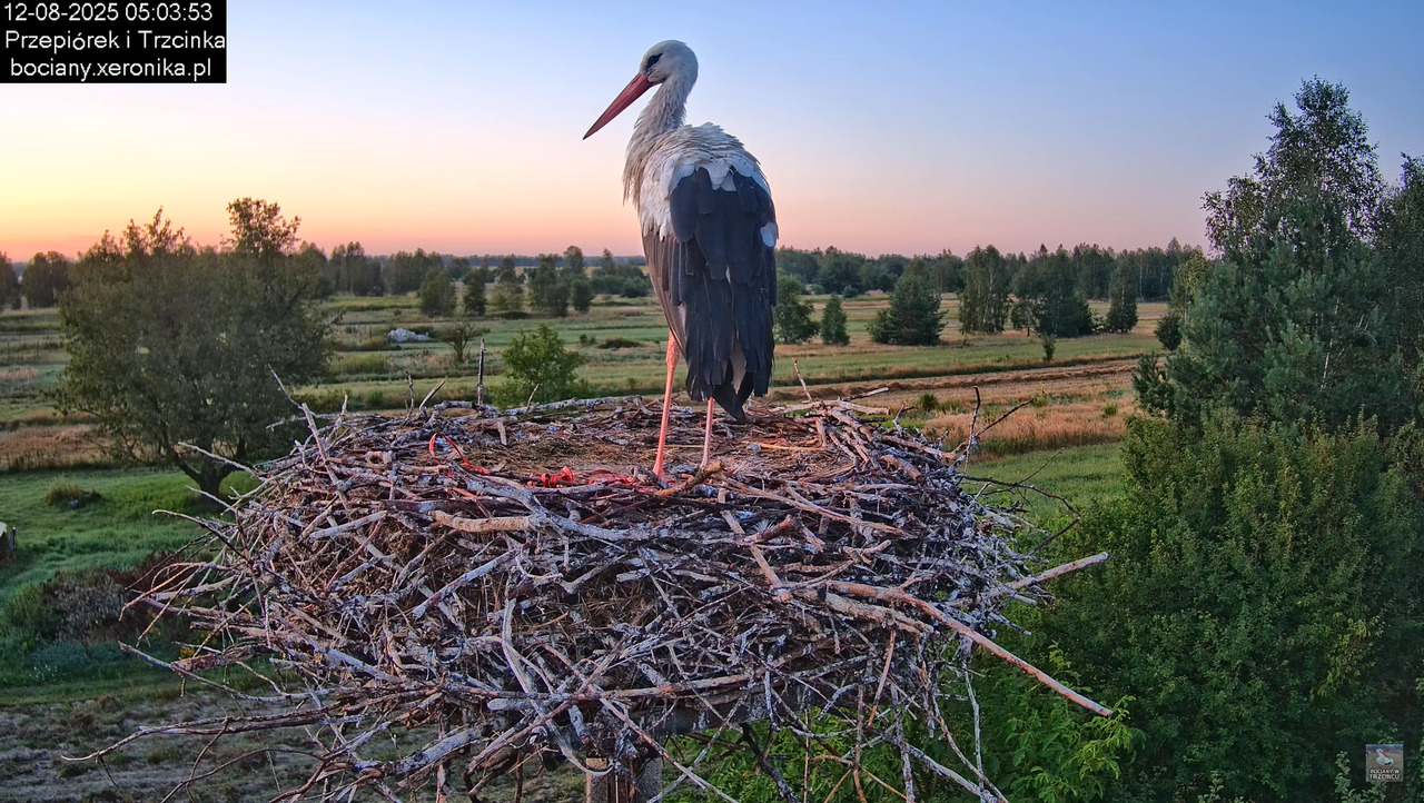 12082025bociany4