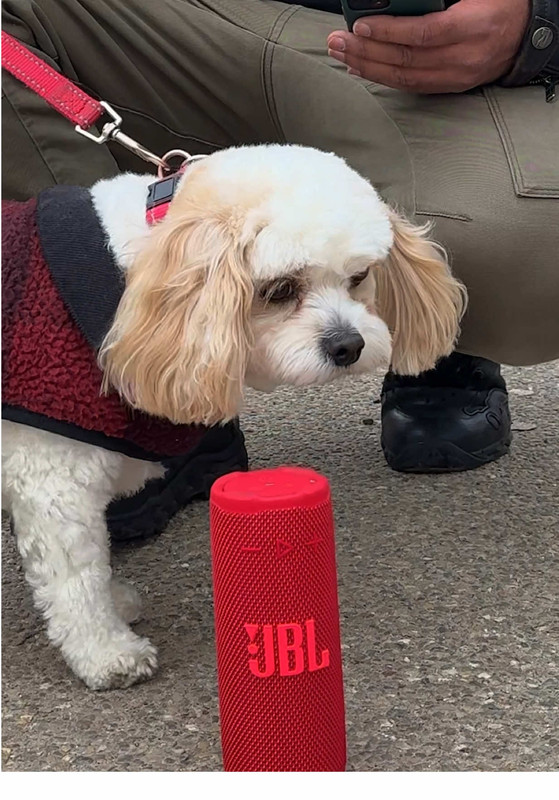 Miniatura do video do TikTok