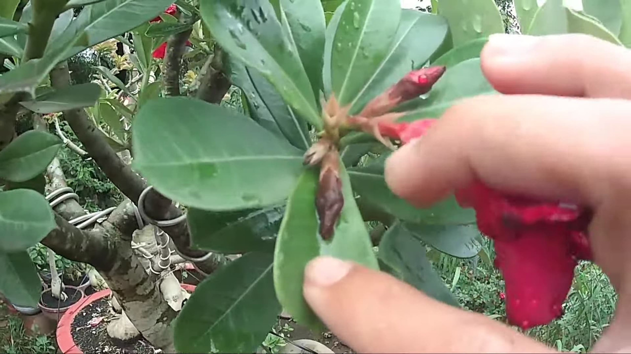 rotted-adenium-flower-in-the-rain.jpg